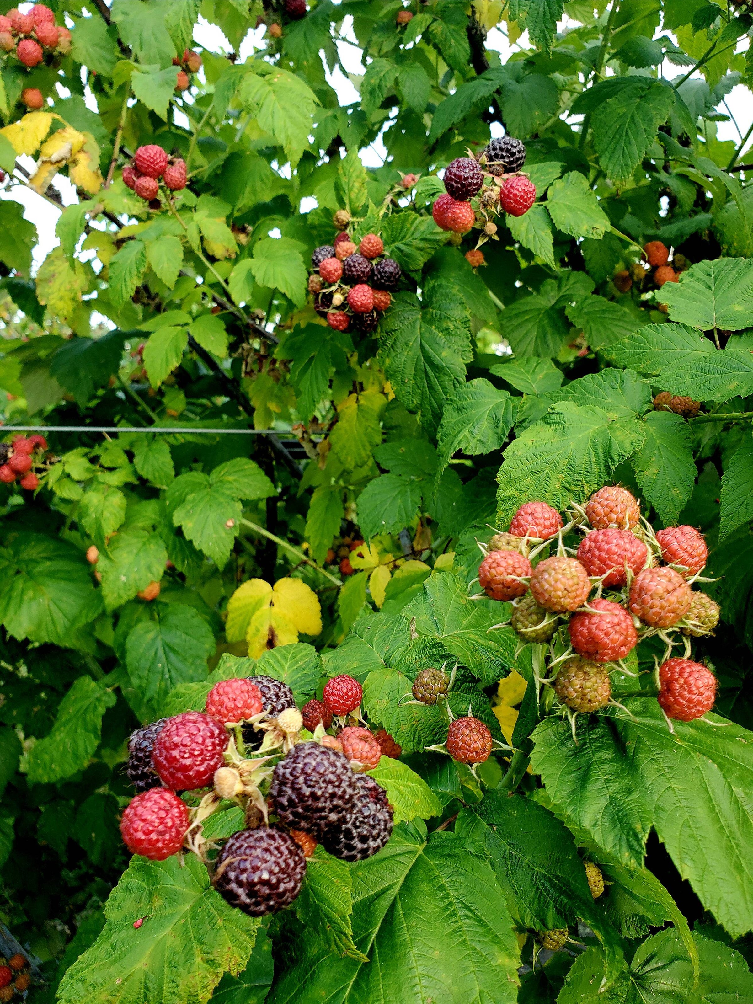 Chase Farm Raspberry Farm to Table | Overlook Produce Bakery & Deli